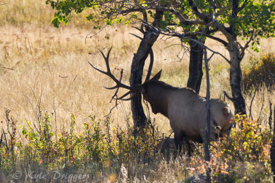 Rocky Mountain Elk