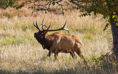 Rocky Mountain Elk