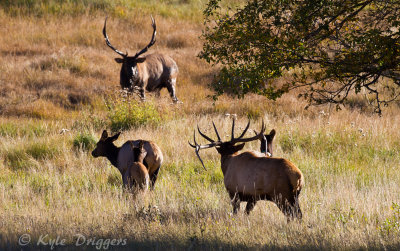 Rocky Mountain Elk