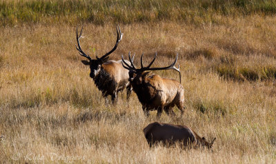 Rocky Mountain Elk