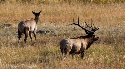 Rocky Mountain Elk