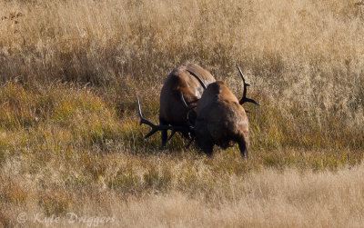 Rocky Mountain Elk