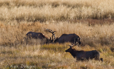 Rocky Mountain Elk