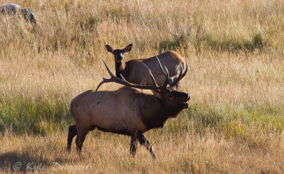 Rocky Mountain Elk