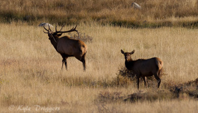 Rocky Mountain Elk