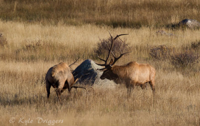 Rocky Mountain Elk