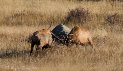 Rocky Mountain Elk
