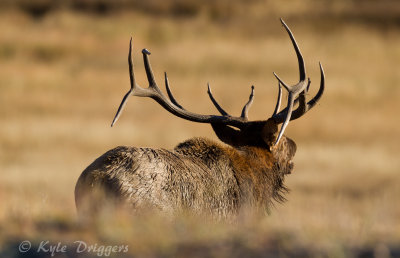 Rocky Mountain Elk
