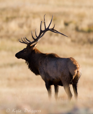 Rocky Mountain Elk