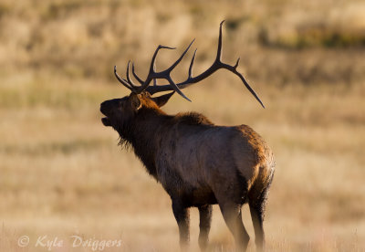 Rocky Mountain Elk