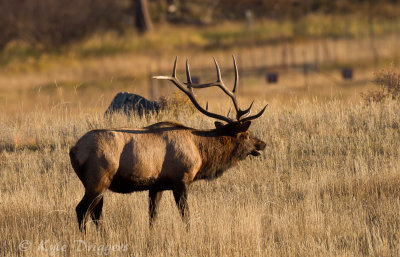 Rocky Mountain Elk