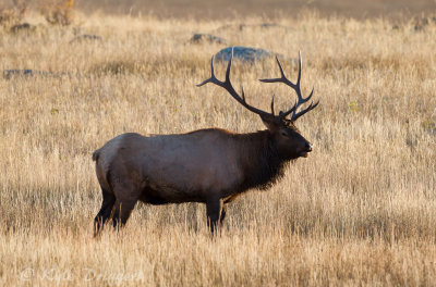 Rocky Mountain Elk