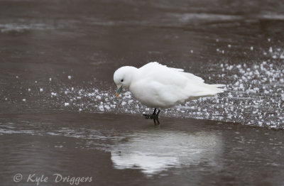 Ivory Gull