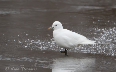 Ivory Gull