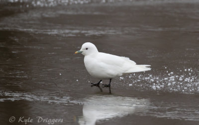 Ivory Gull