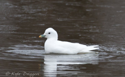 Ivory Gull