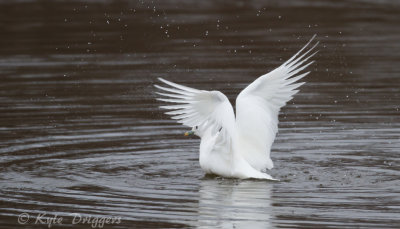 Ivory Gull