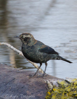 Orioles and Blackbirds