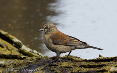Rusty Blackbird