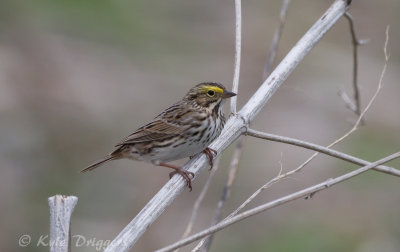 Savannah Sparrow