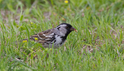 Harris's Sparrow