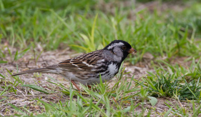 Harris's Sparrow
