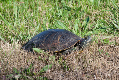 Red-eared Slider