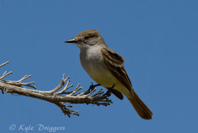 Ash-throated Flycatcher