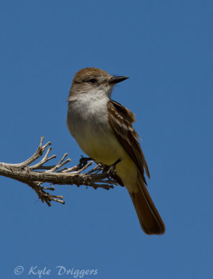 Ash-throated Flycatcher