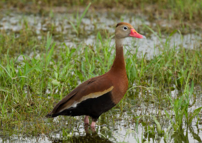 Black-bellied Whistling-Duck
