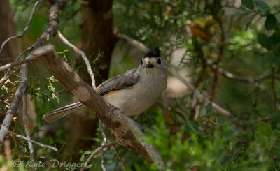 Black-crested Titmouse