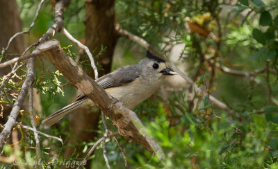 Black-crested Titmouse