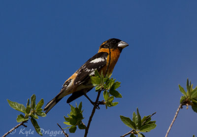Black-headed Grosbeak