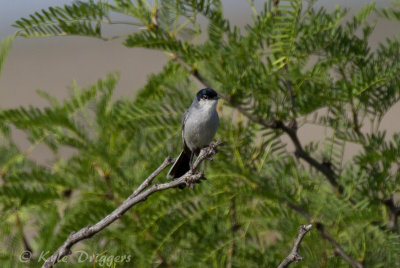 Gnatcatchers