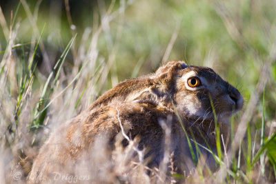 Black-tailed Jackrabbit