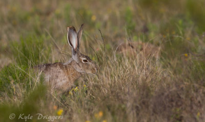 Black-tailed Jackrabbit
