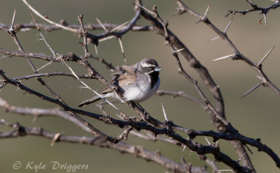 Black-throated Sparrow