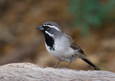 Black-throated Sparrow