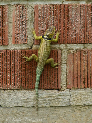 Blue Spiny Lizard