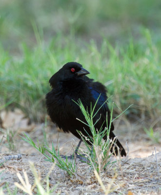 Bronzed Cowbird