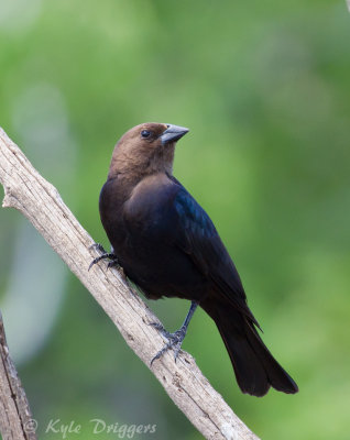 Brown-headed Cowbird