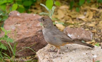 Canyon Towhee