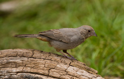 Canyon Towhee