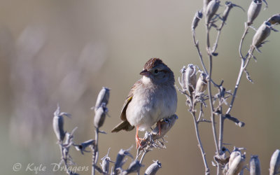 Cassin's Sparrow