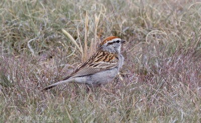 Chipping Sparrow