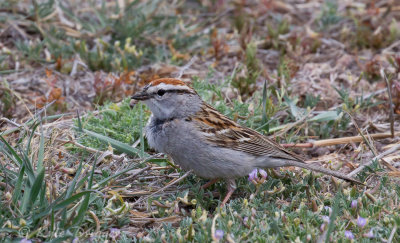 Chipping Sparrow