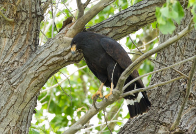 Common Black-Hawk