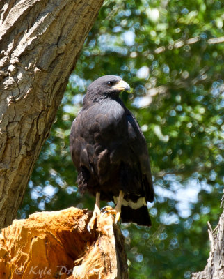 Common Black-Hawk