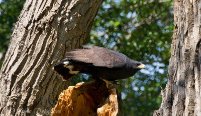 Common Black-Hawk