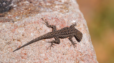 Common Tree Lizard